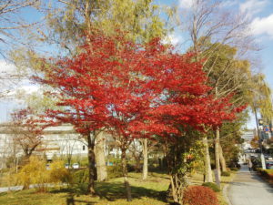 autumn-2
